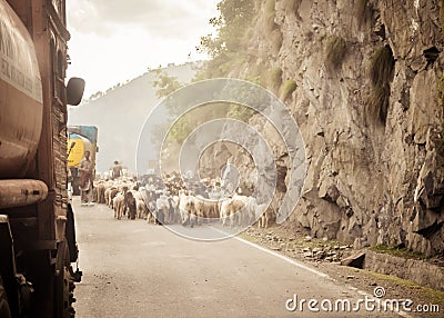 Car Point of view image. A flock of Sheep walking along a country highway in himalayan mountain pass in Leh Ladakh Manali Road of Editorial Stock Photo