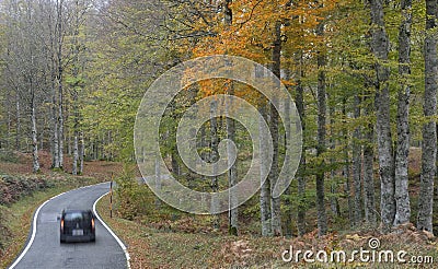 Car on the road in the fores Stock Photo