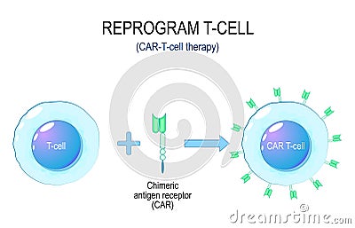 CAR-T-cell cancer therapy. Process of a T cell reprogramming Vector Illustration