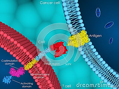 CAR-T cell therapy Cartoon Illustration