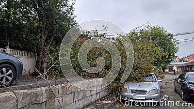 Car Trapped Under Fallen Tree After Wind Storm. Hurricane effects Stock Photo