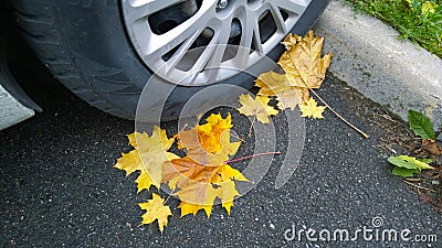 Car wheel on road. Close up. Yellow fallen maple leaves on asphalt. Golden autumn street. Travelling. Driving. Automobile hubcap. Stock Photo