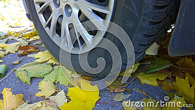 Car wheel on road. Close up. Yellow fallen maple leaves on asphalt. Golden autumn street. Travelling. Driving. Automobile hubcap. Stock Photo