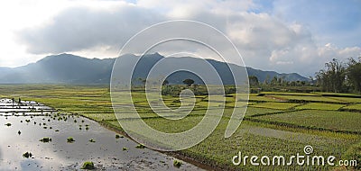 Cara ricefields with cloudy sky, Ruteng, Flores, Indonesia, Panorama Stock Photo