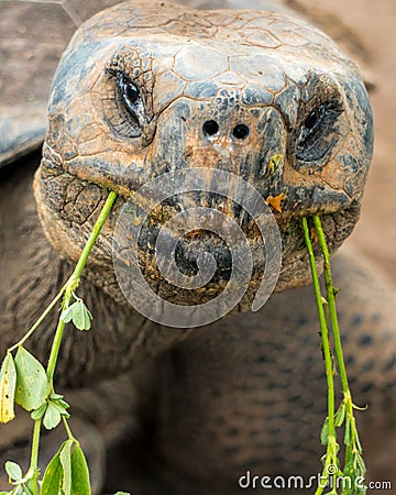 Portrait Turtle eating plants in his environment Stock Photo