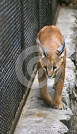 Caracal Stock Photo