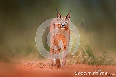 Caracal, African lynx, in green grass vegetation. Beautiful wild cat in nature habitat, Botswana, South Africa. Animal face to fac Stock Photo