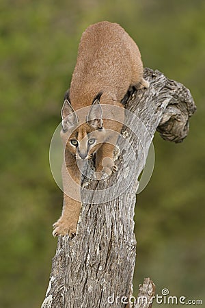 Caracal (Felis caracal) walking down tree South Africa Stock Photo