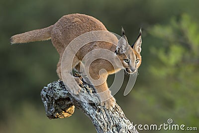 Caracal (Felis caracal) walking down tree South Africa Stock Photo