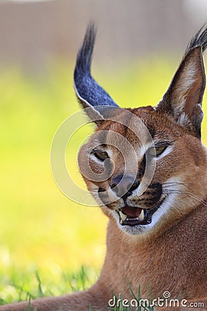 Caracal head