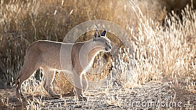 A Caracal of the Kgalagadi Stock Photo