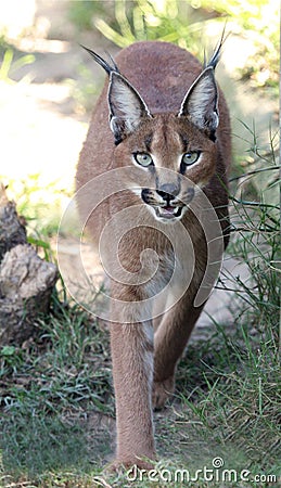 Caracal or Lynx Portrait Stock Photo