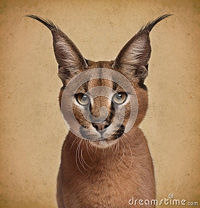 Caracal, 6 months old Stock Photo