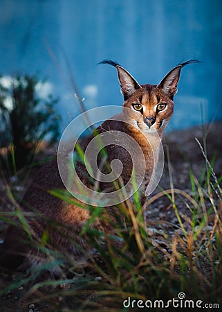 Caracal Stock Photo