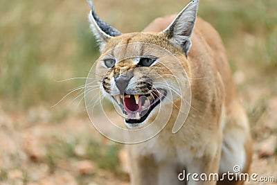 Caracal portrait in Namibia Stock Photo