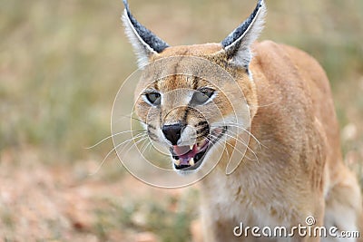 Caracal portrait in Namibia Stock Photo