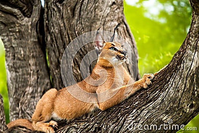 Caracal in tree. Stock Photo