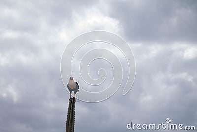Caracara Cheriway Aguila from South America area for a cactus. Stock Photo