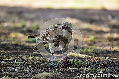 Caracara chimango portrait , La Pampa Stock Photo