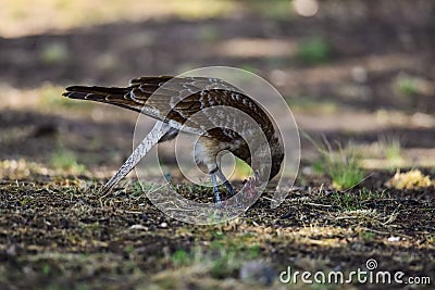 Caracara chimango portrait , La Pampa Stock Photo