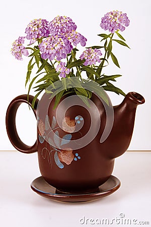 Carafe with Flower Stock Photo