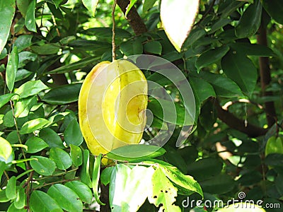 Carambola Stock Photo