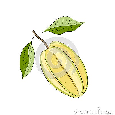 Carambola, star fruit. Whole, leaf. Colorful sketch collection of tropical fruits isolated on white background. Doodle hand drawn Cartoon Illustration