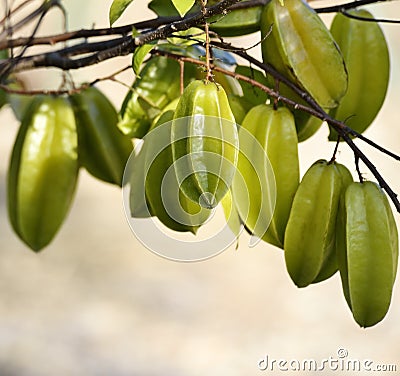 Carambola Or Starfruit Stock Photo