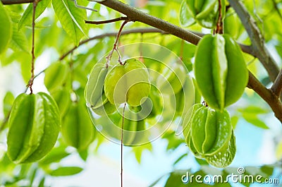Carambola tree with fruits Stock Photo