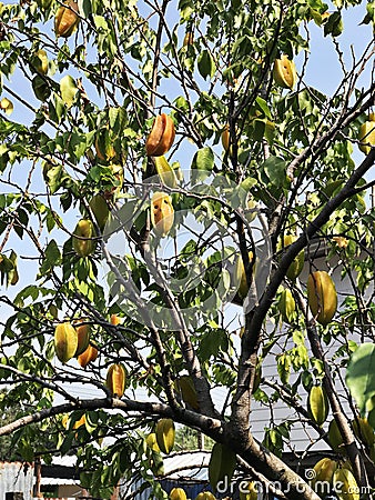 Carambola tree produce the fruits. Stock Photo