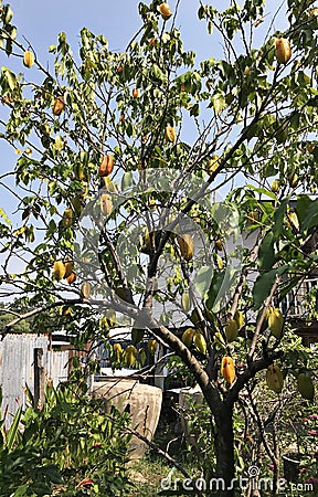 Carambola tree produce the fruits. Stock Photo