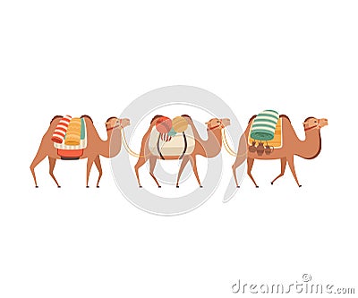 Caravan of Camels, Desert Animals Carrying Heavy Load, Side View Vector Illustration Vector Illustration