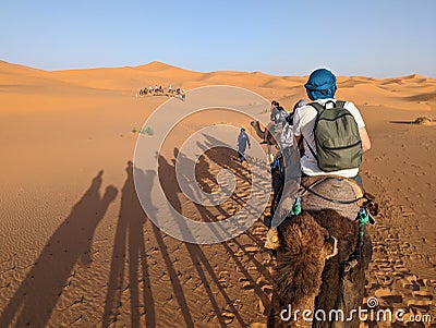 A caravan of dromedaries passing the Sahara desert in the evening Stock Photo