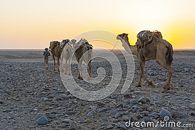 A caravan of dromedaries transporting salt guided by an Afar man in the Danakil Depression in Ethiopia Stock Photo