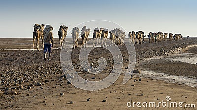 A caravan of dromedaries transporting salt guided by an Afar man in the Danakil Depression in Ethiopia Stock Photo