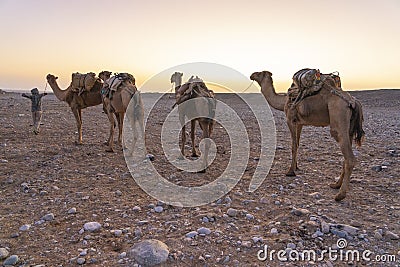 A caravan of dromedaries transporting salt guided by an Afar man in the Danakil Depression in Ethiopia Stock Photo