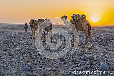A caravan of dromedaries transporting salt guided by an Afar man in the Danakil Depression in Ethiopia Stock Photo