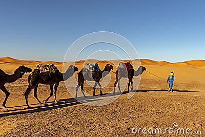 A caravan walking through the golden sand dunes of near Merzouga in Morocco, Sahara, Africa Stock Photo