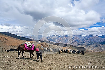 Caravan of yaks in Dolpo, Nepal Editorial Stock Photo