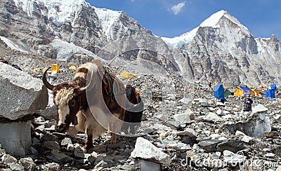 Caravan of Yaks in Everest base camp, Nepal himalayas Stock Photo