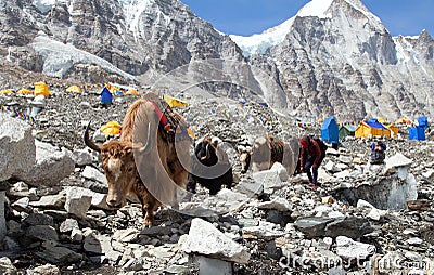 Caravan of Yaks in Everest base camp, Nepal himalayas Stock Photo