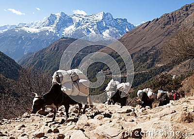 Caravan of yaks going to Everest base camp Stock Photo