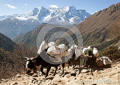 Caravan of yaks going to Everest base camp Stock Photo