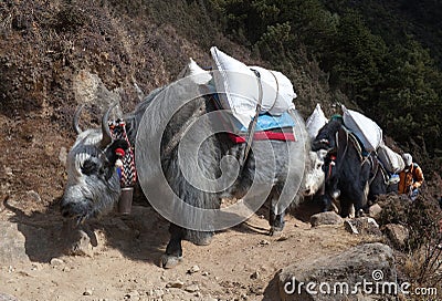 Caravan of yaks in the Nepal Himalaya Stock Photo