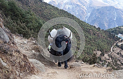 Caravan of yaks in the Nepal Himalaya Stock Photo