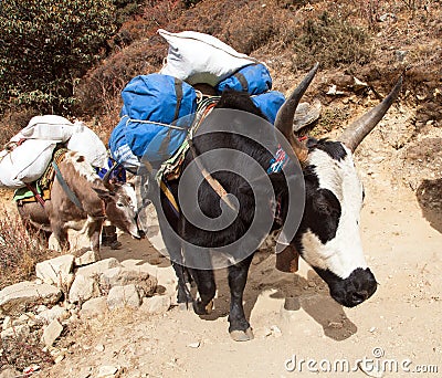 Caravan of yaks - Nepal Himalayas mountains Stock Photo