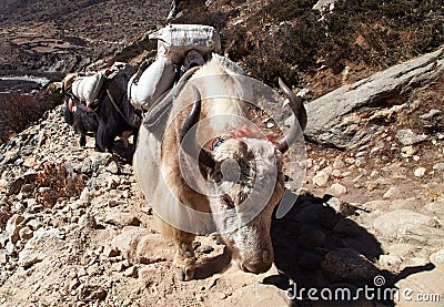 Caravan of yaks - Nepal Himalayas mountains Stock Photo
