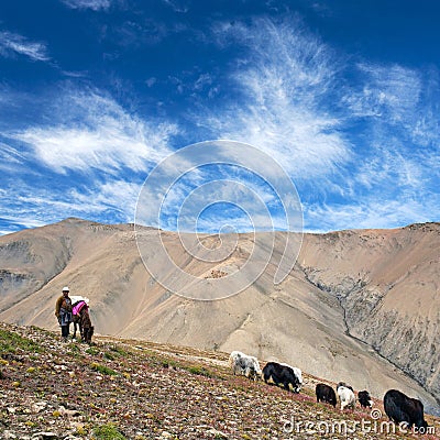 Caravan of yaks Editorial Stock Photo