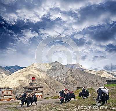 Caravan of yaks in Upper Dolpo, Nepal Himalaya Stock Photo