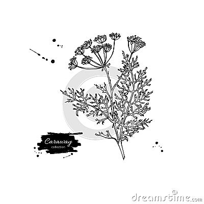 Caraway plant vector hand drawn illustration. Isolated spice Vector Illustration